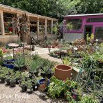 Plants and pots at Shades of Green nursery in San Antonio
